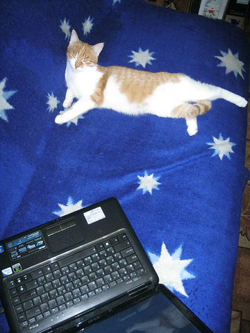 Котейка, который не знает как лежат котейки