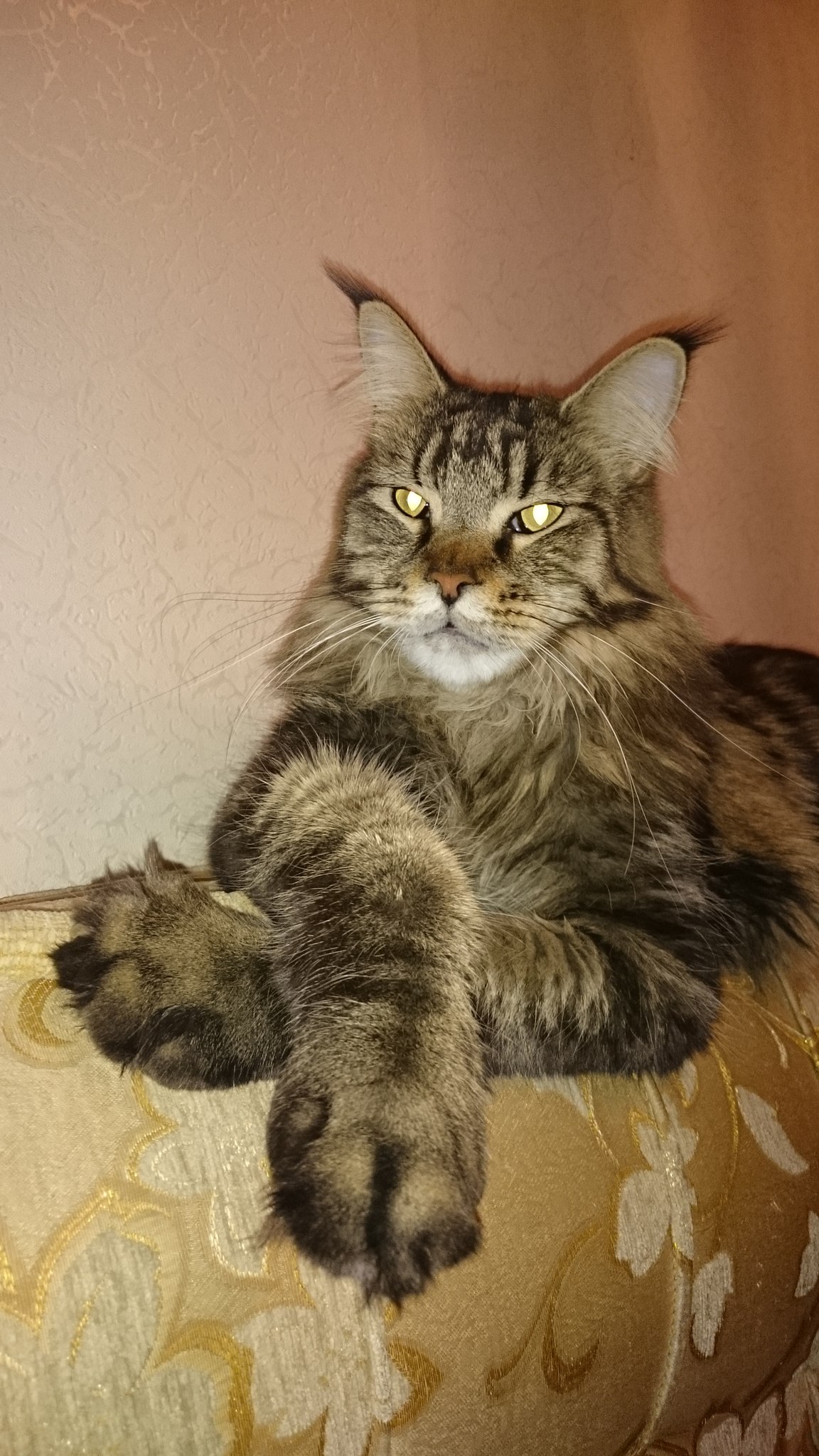 Мэйкун Купить Недорого Котенка