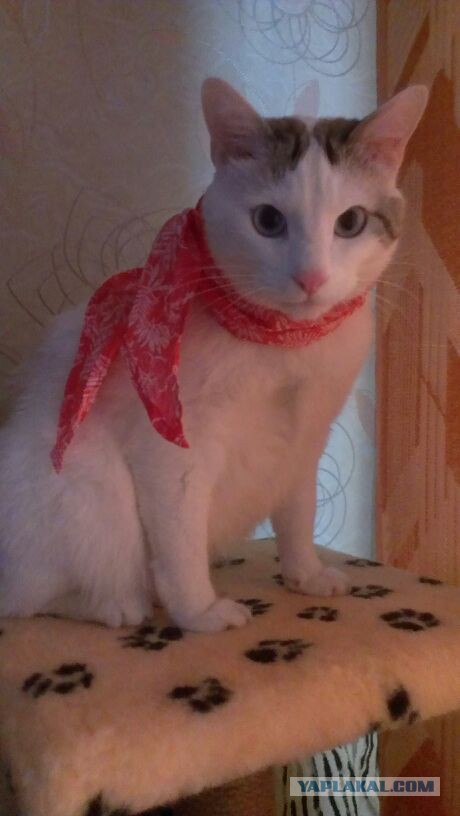 Котовторник 25.11.2014