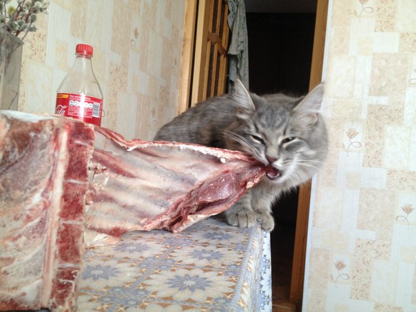 Котовторник 2.12.14