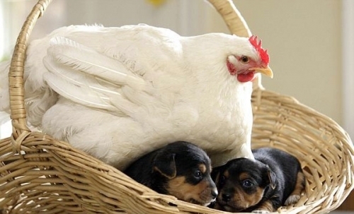 Взяла под крыло