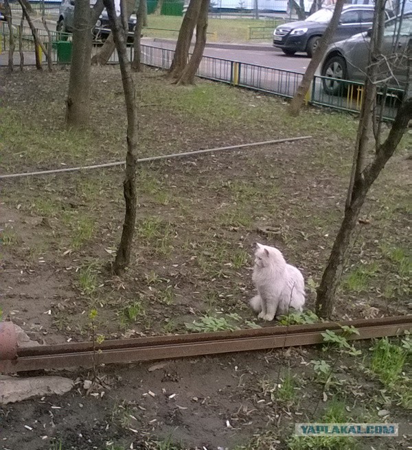 Котовторник 03.05.2016
