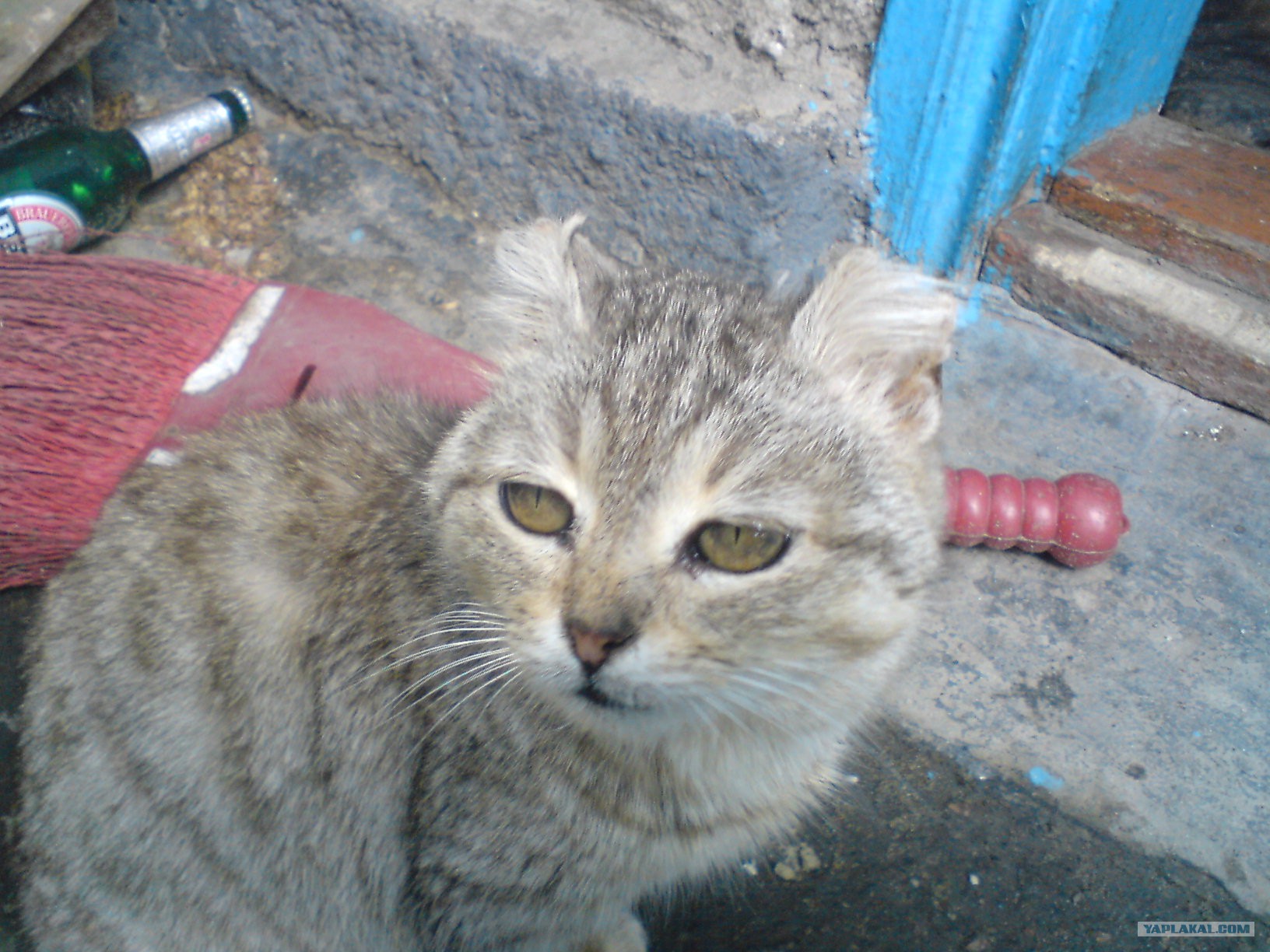 Кот с обрезанными ушами
