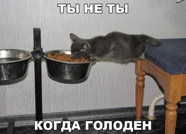 Прикольные животные