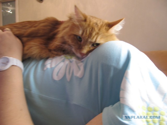Котовторник 06.09.2016