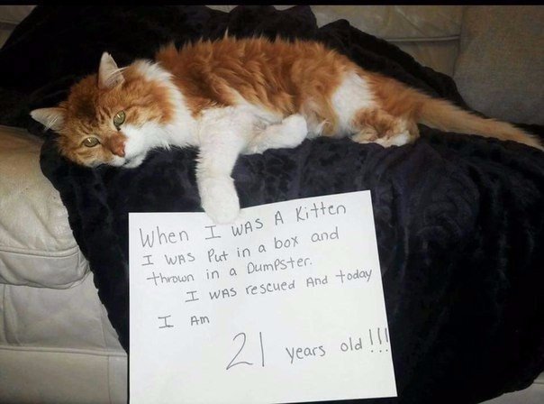 Коты из сети