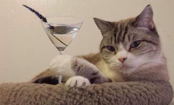Коты и Кошки