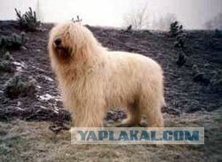 Собака в машине