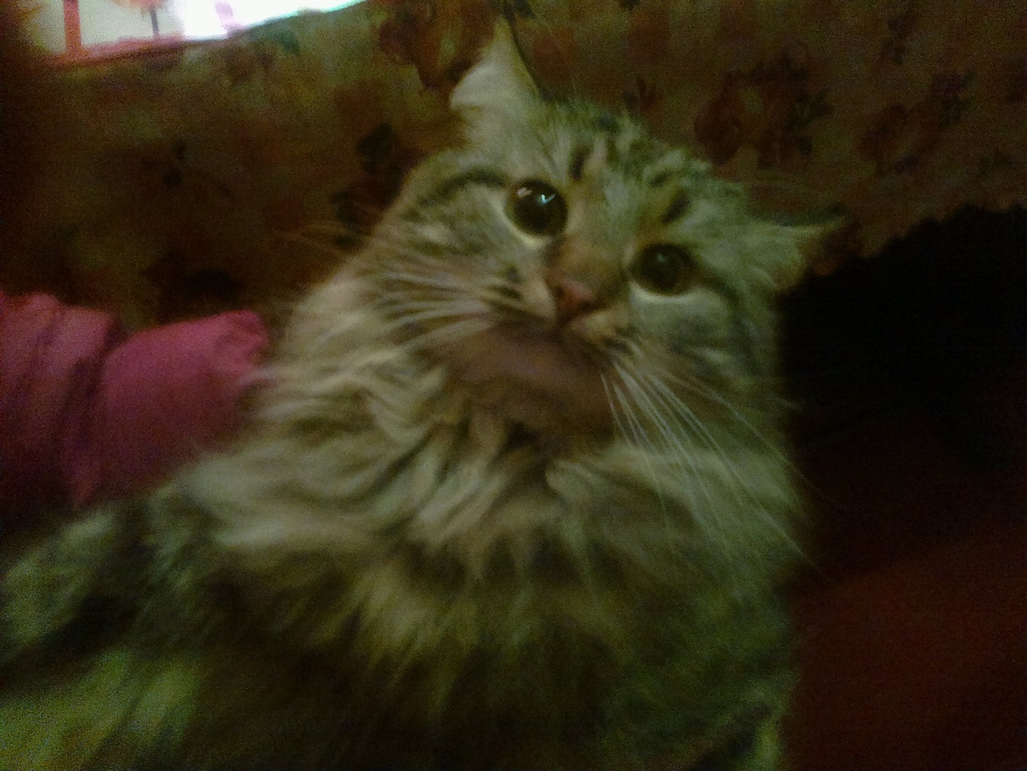 кот сидит на попе мем. неправильный прикус у кошки. коты с неправильным прикусом. неправильные коты. бесполезный кот.