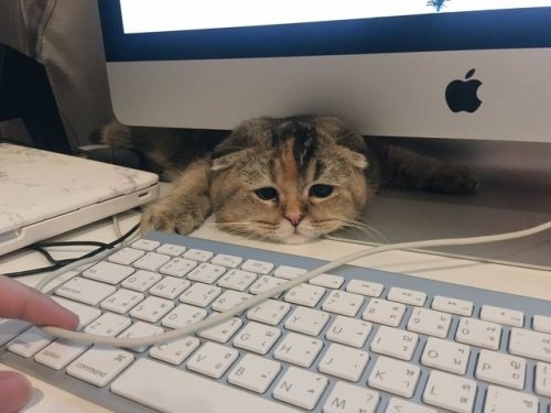 Прикольных котов пост