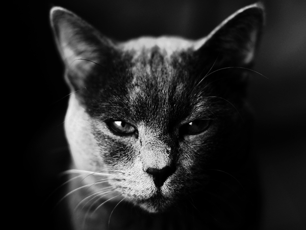 Котовторник 10.04.2012