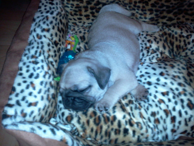 Собакочетверг 10.01.2013