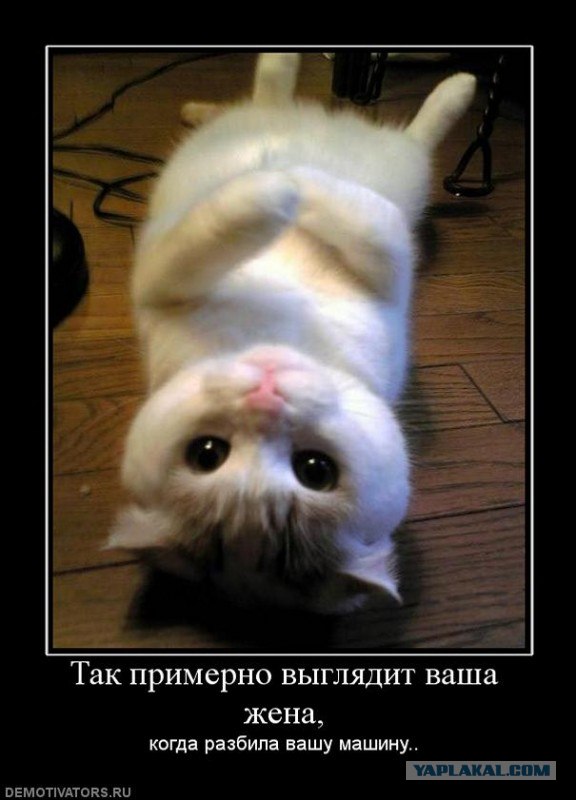 Угадайте, кто за рулем?