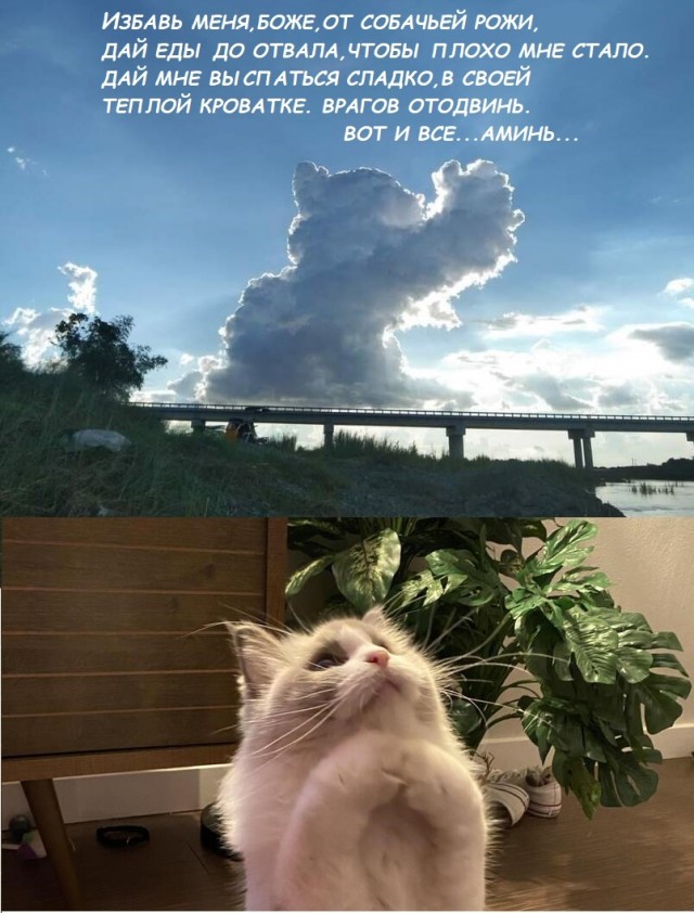 Помогите спасти кошку!
