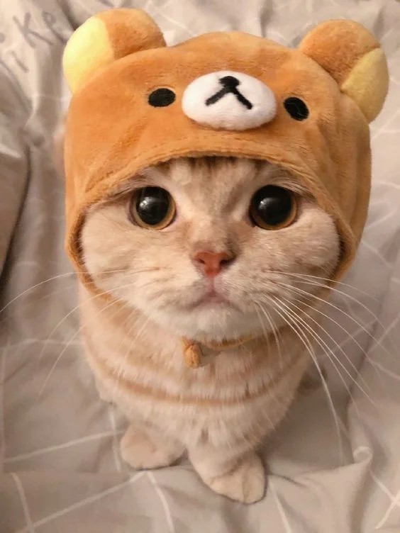 К котовторнику