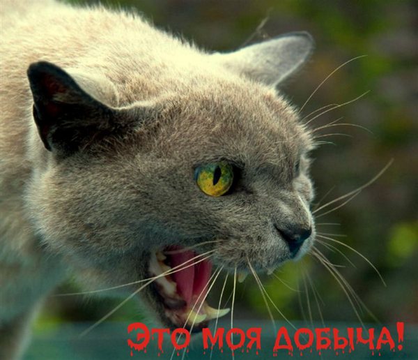 Кошка защищает собачку от собаки