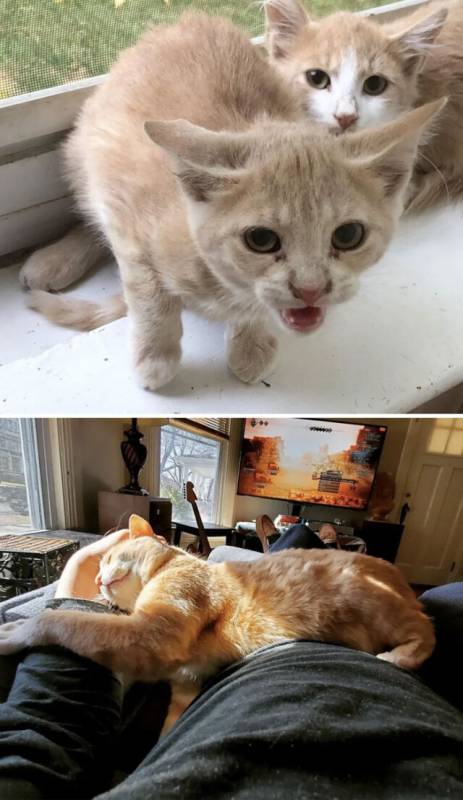 Фотографии спасённых мурлык до и после того, как они обрели дом и любящих хозяев