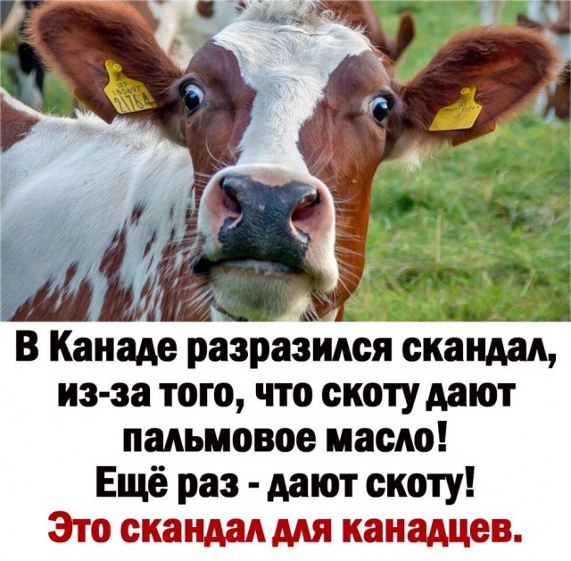 Володин предложил ввести уголовную ответственность за использование пальмового масла