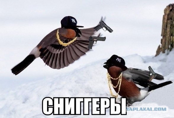 Братишки, я вам картинок принёс!