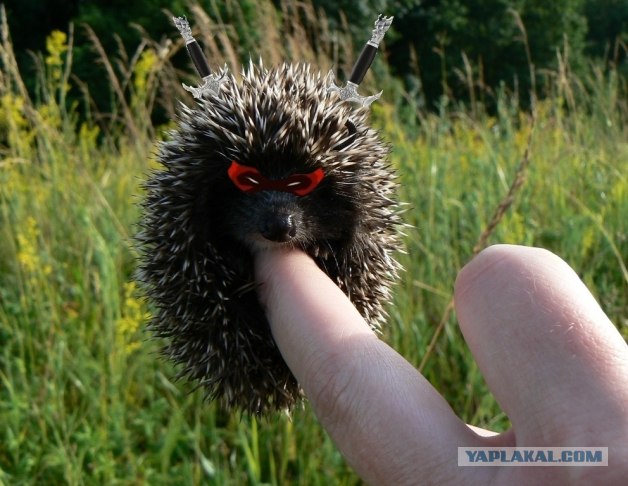 Боевой напёрсток!