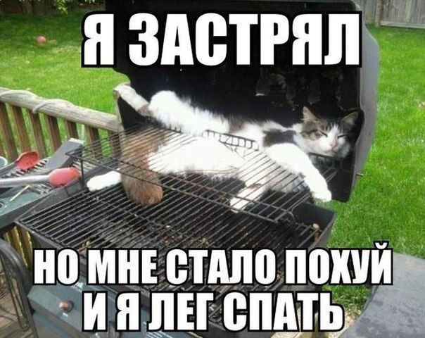 Животные ,которые застряли.