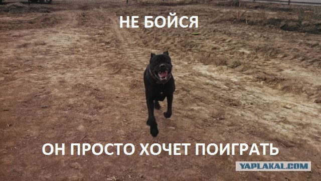 А вот моя домостройка