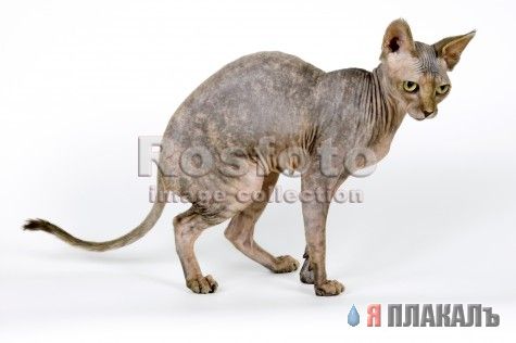 Коты, кошки, котята