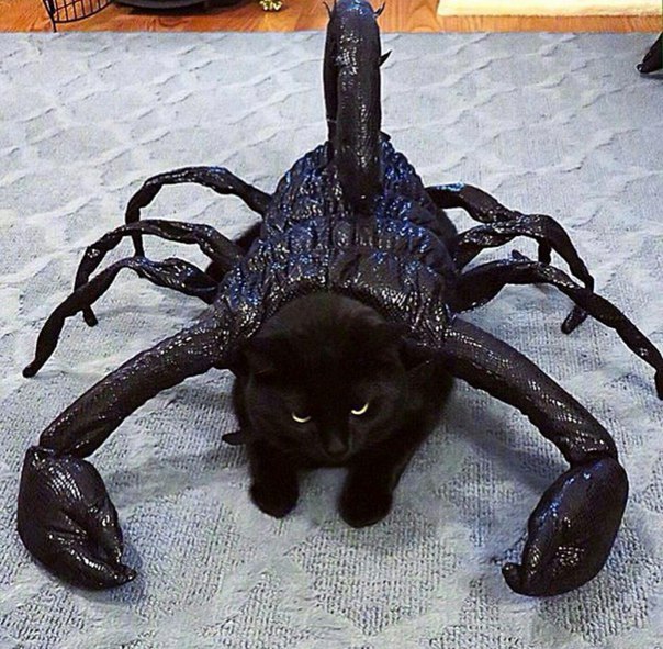 Подборка забавных картинок