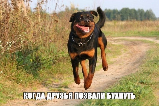 Мохнатые беспредельщики