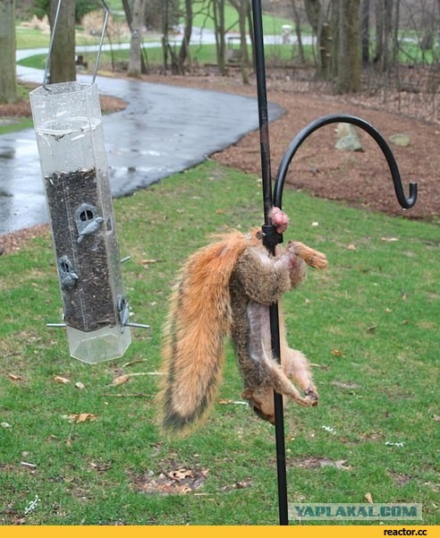 Деньги Сразу: звонки и угрозами