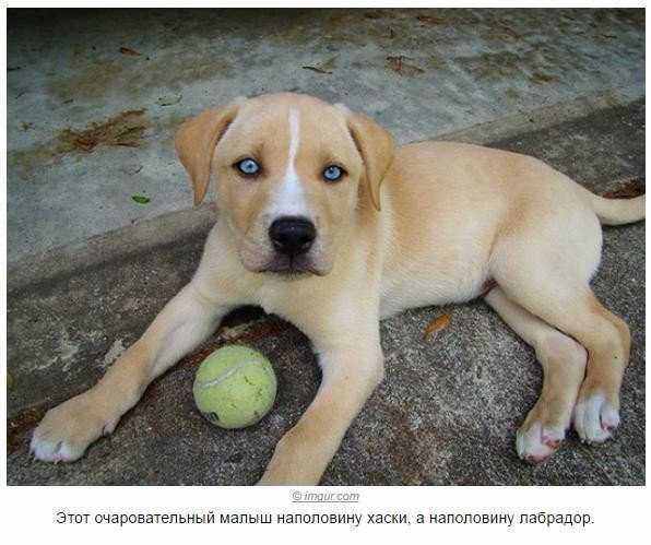 Мохнатые беспредельщики
