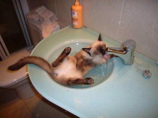 Прикольные животные