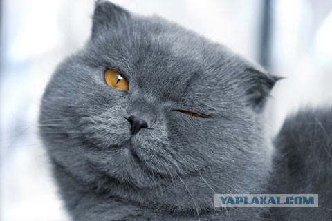 ЯП ошибся может быть :)