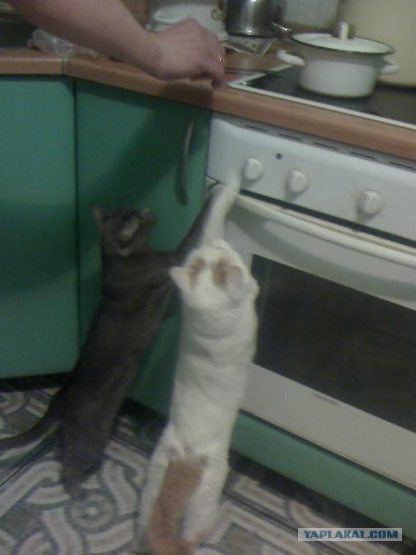 Для чего нужен ящик под духовкой в плите?