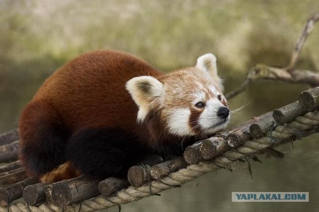 Малая (красная) панда (8 фото)