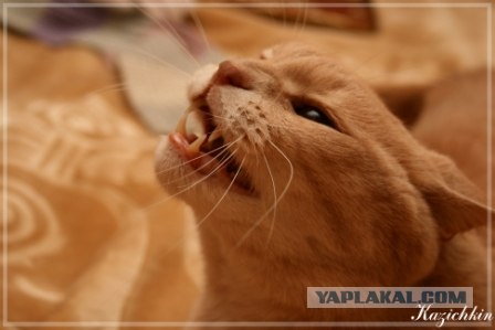 Котопятница