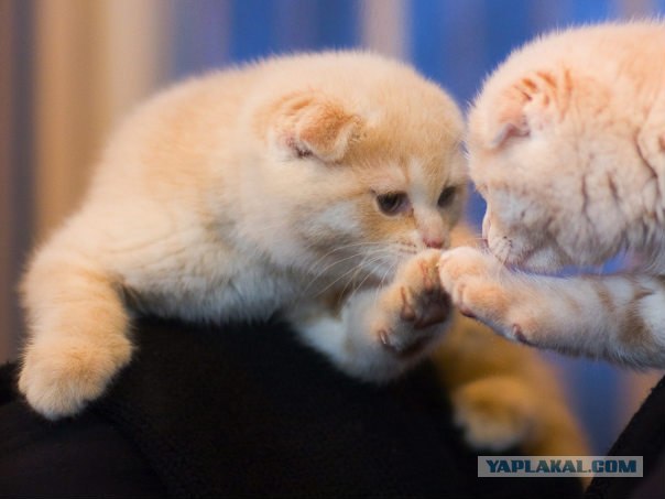 Котовторник?
