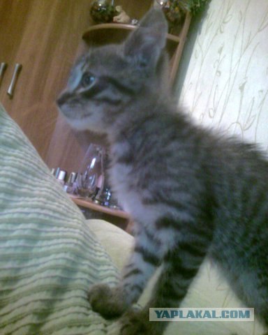 Котовторник с Максом