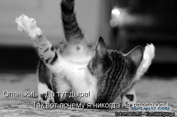 Сонный Котовторник