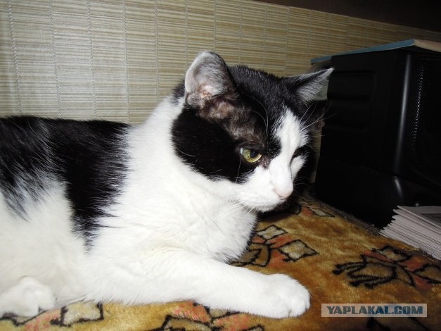 Котовторник! 13.03.2012
