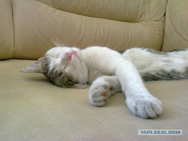 Котовторник 07.08.2012