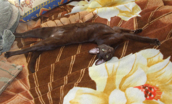 Котовторник 12.02.13