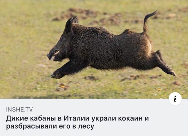Картиношный винегрет с щепоткой упоротого юмора