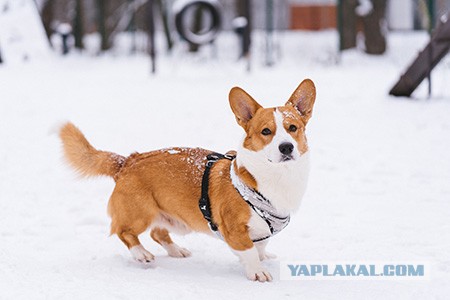 Дратути