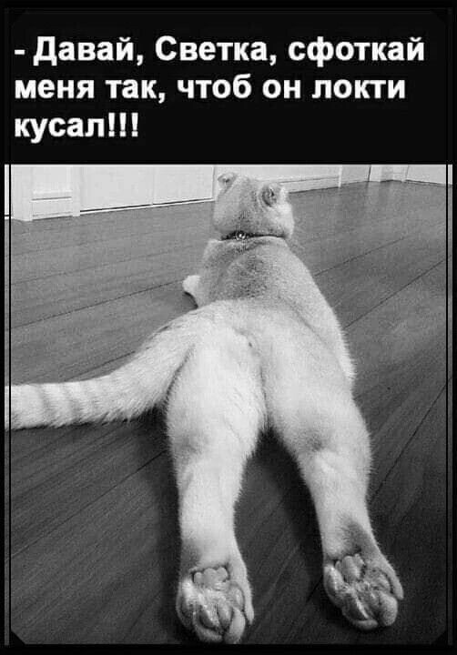 К котовторнику: подборка картинок-баянов с котиками и про котиков. Выпуск 32.