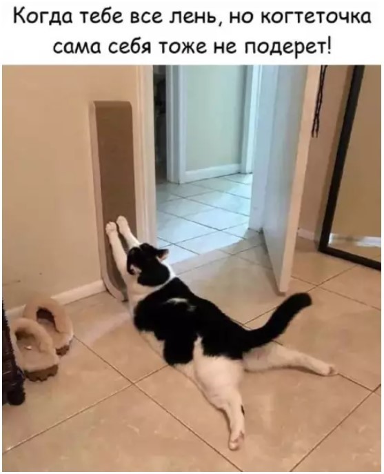 К котовторнику: подборка картинок-баянов с котиками и про котиков. Выпуск 40.
