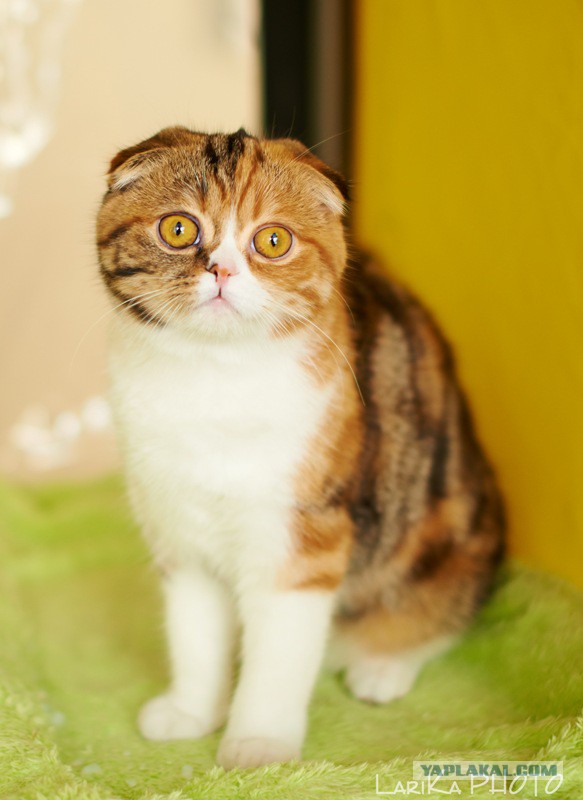 Котовторник 04.03.2014