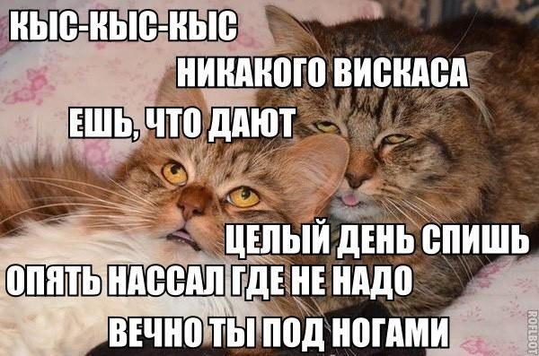 Котовторник 01.04.2014