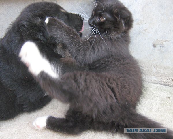 Коты и собаки