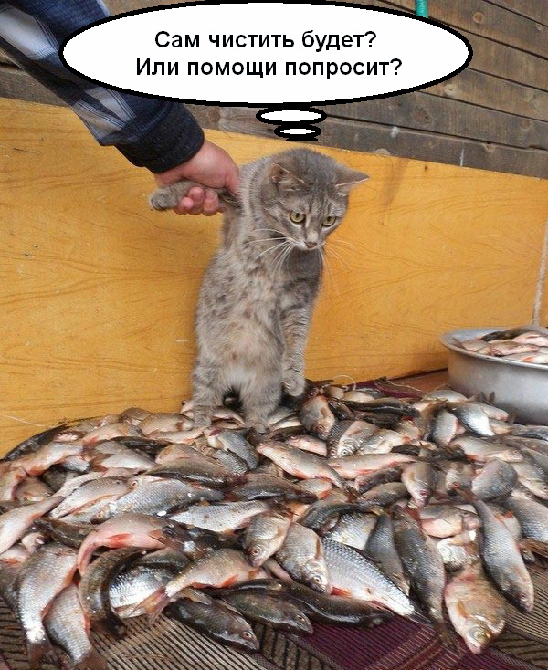 Известные котомемы.